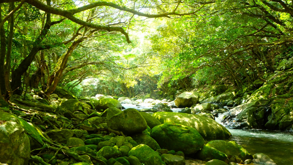 yakushima
